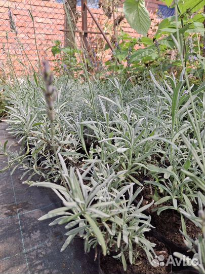 Лаванда усколистная