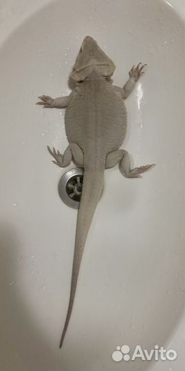 Бородатая агама Zero/Зеро