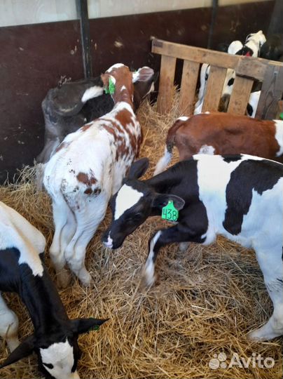 Телята бычки тёлки. Доставка бесплатно