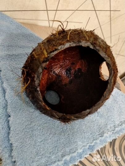 Кокос-укрытие для рыб, раков. Домики для хомячков