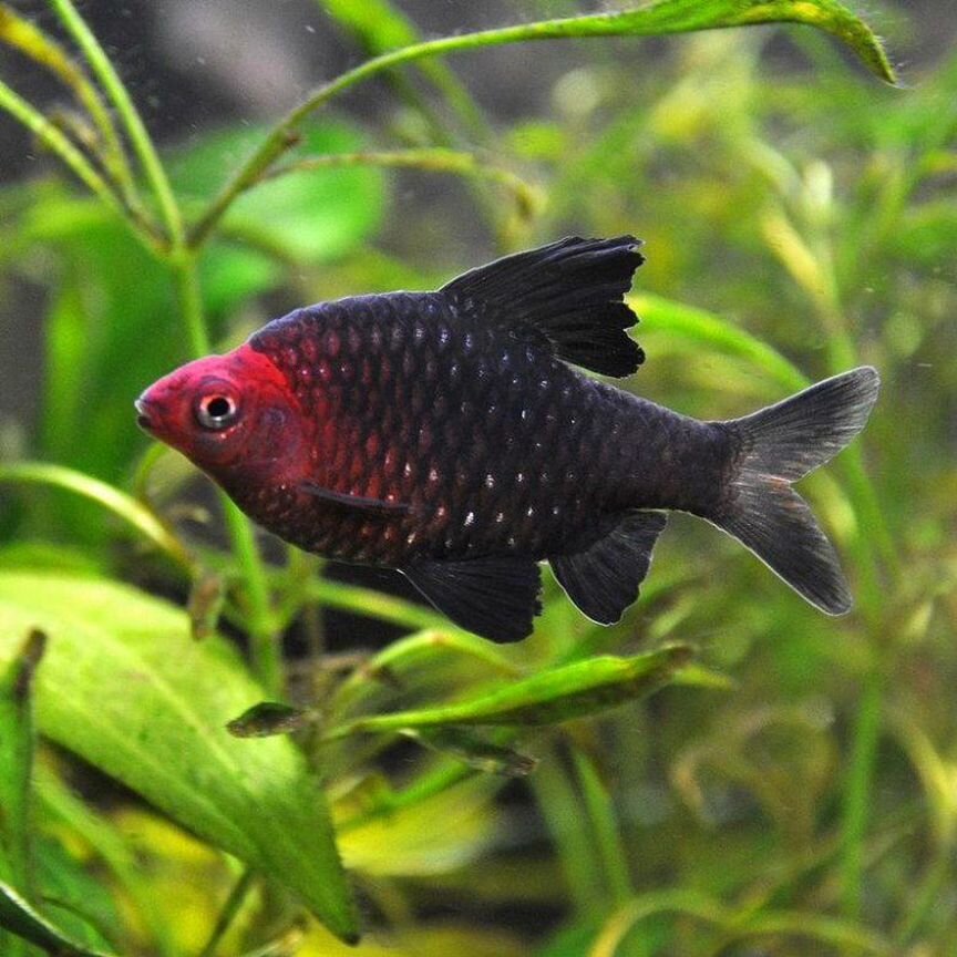 Рыбки Барбус чёрный (Barbus Nigrofasciatus) 3см