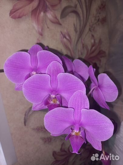 Орхидея фаленопсис