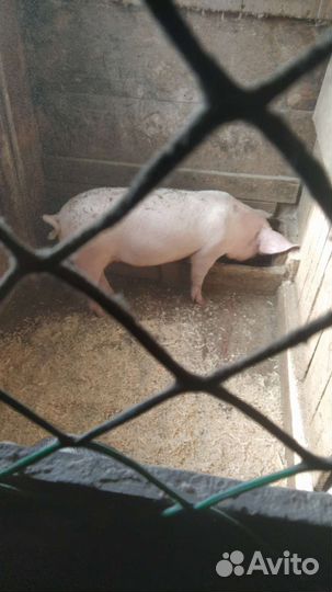 Домашняя свинья