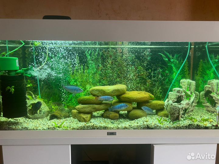 Аквариум juwel RIO 180