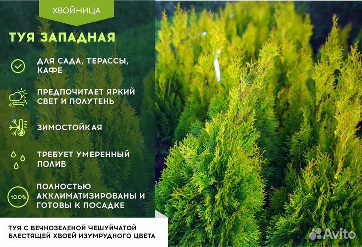 Туя Брабант 1,5 м,Смарагд,Колумна