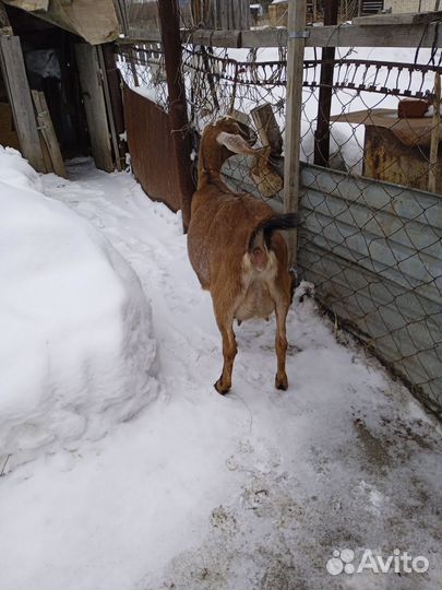Козлята нубийские процентные