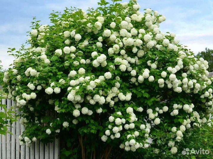 Саженцы Гортензии и калины Бульденеж