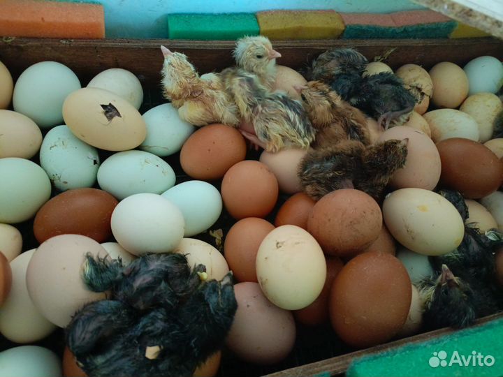 Домашняя птица и инкубационное яйцо