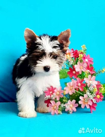 Щенки бивер