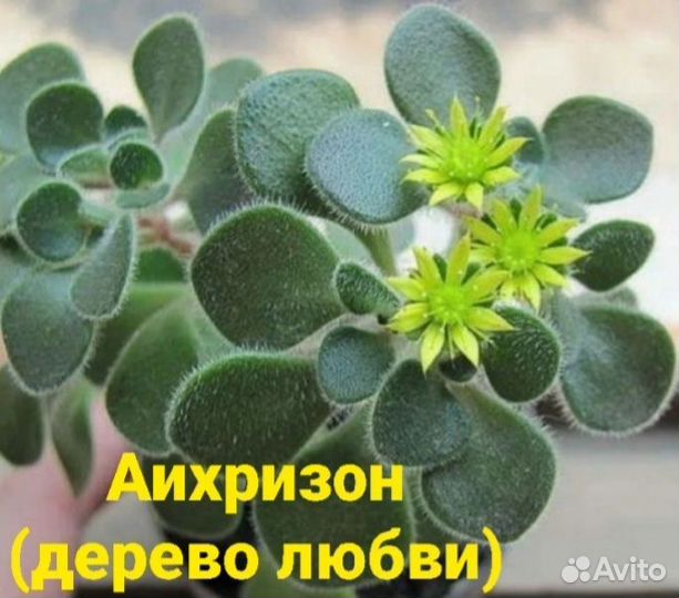Аихризон / дерево Любви