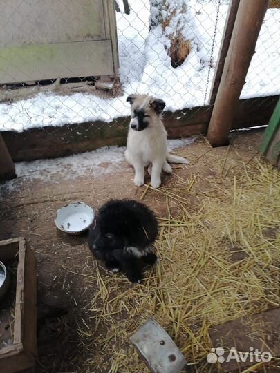 Щенки мальчики в добрые руки