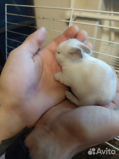 Декоративные карликовые кролики