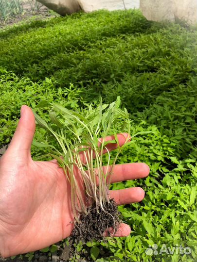 Рассада помидор