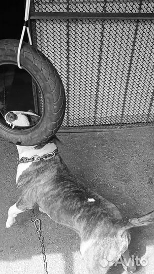 Бультерьер вязка