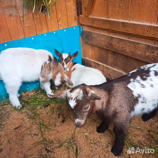 Карликовые камеруно-нигерийские козлята