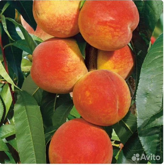 Саженцы Персика, Абрикоса, Нектарина, Грушы