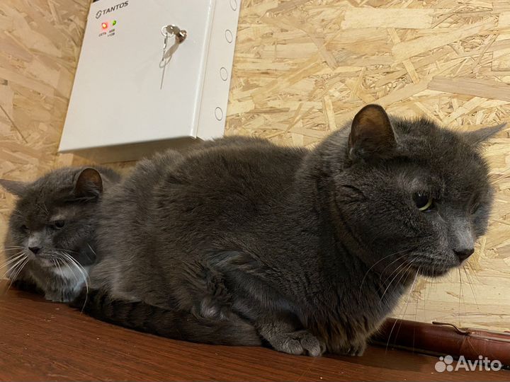 Пристраиваются два клевых кота