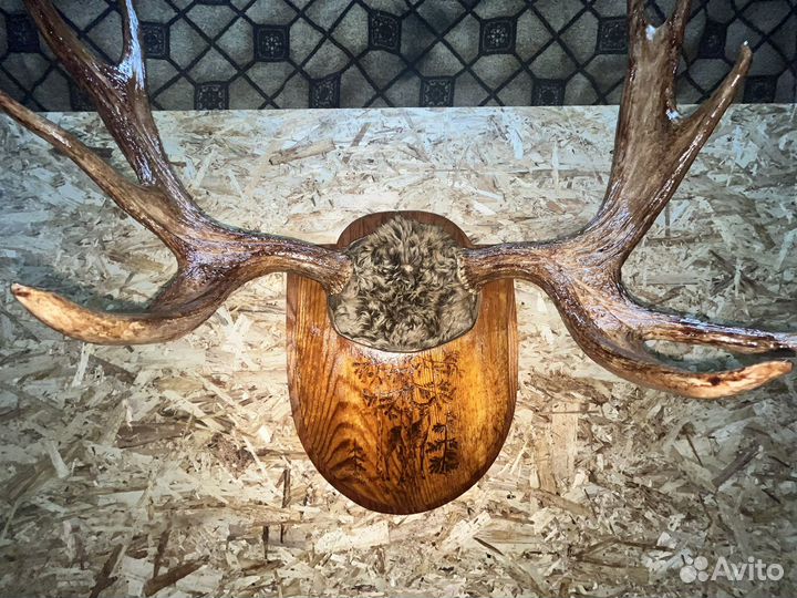Продам рога лося
