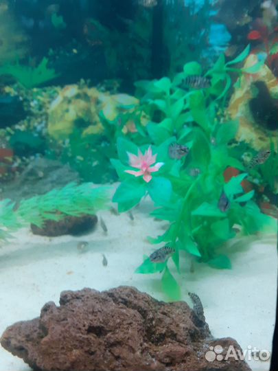 Аквариумные рыбки