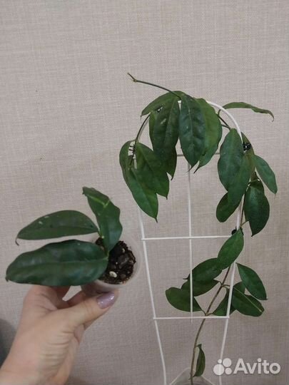 Хойя, дисхидия