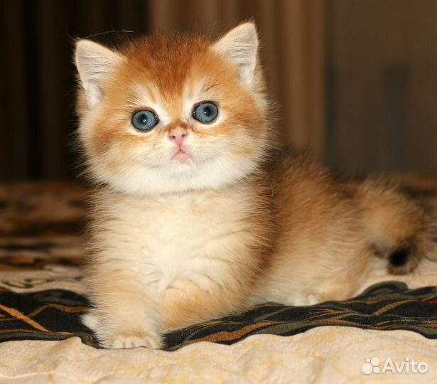 Мальчик золотая британская шиншилла