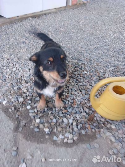 Двортерьер