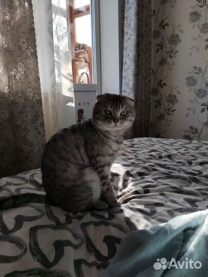 Шотландский вислоухий кот