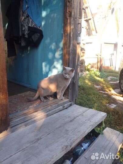 Британский кот