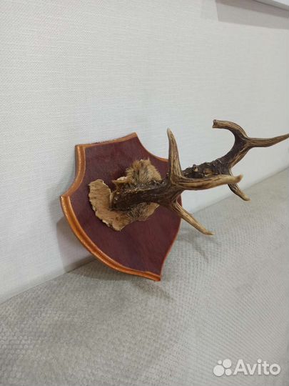 Рога косули