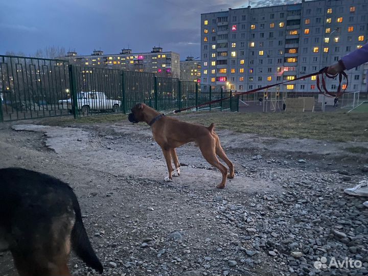 Боксер вязка