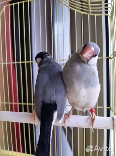 Передержка птиц,животных