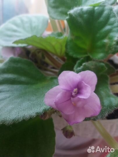 Фиалка в горшке фиолетовая сиреневая пурпурная