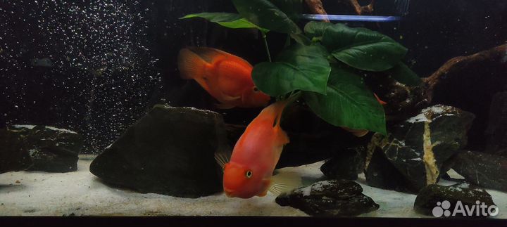 Аквариумный комплекс 590л