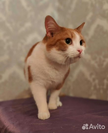Кошки в добрые руки