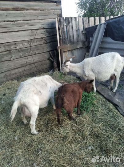 Коза дойная молочная