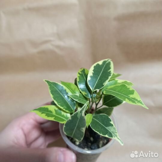 Фикус бенджамина пестролистный