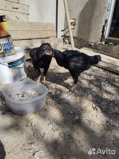 Бойцовая курочка тайго