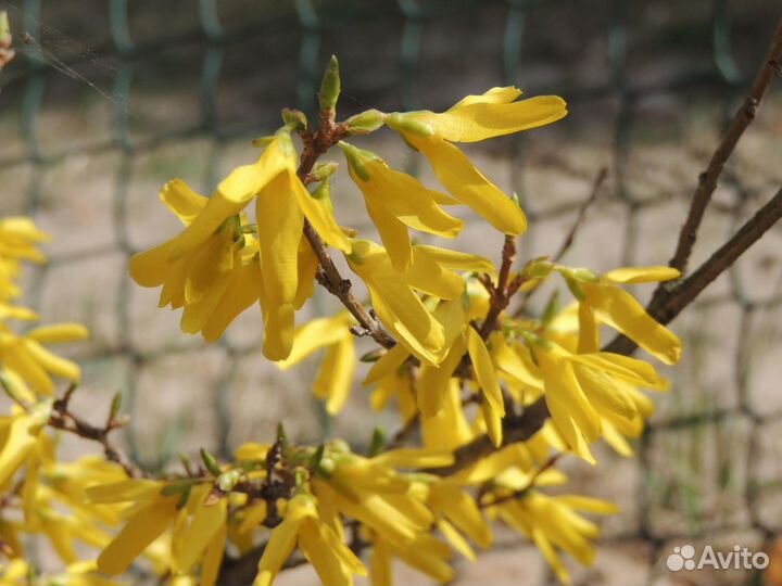 Розовая акация, бархат амурский и другие редкие де