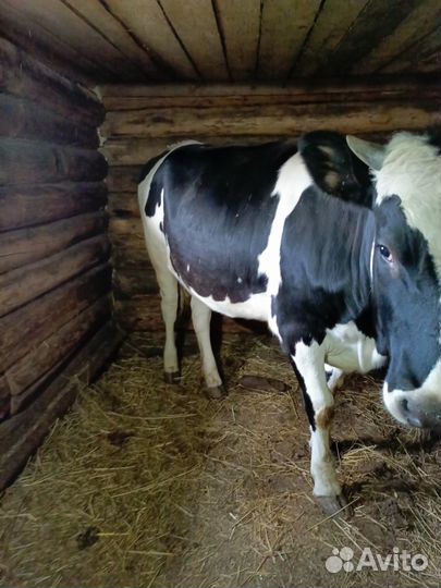 Продам телку годовалую