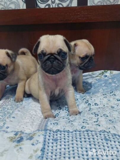 Щенки Мопса