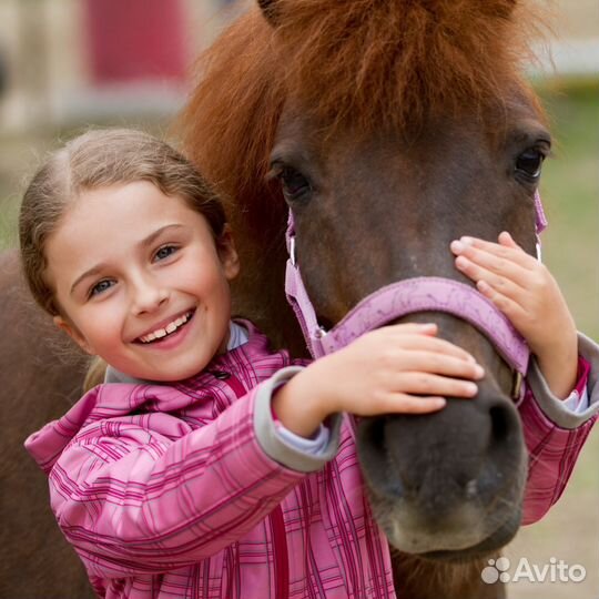Пони, лошади, кареты. Конные прогулки