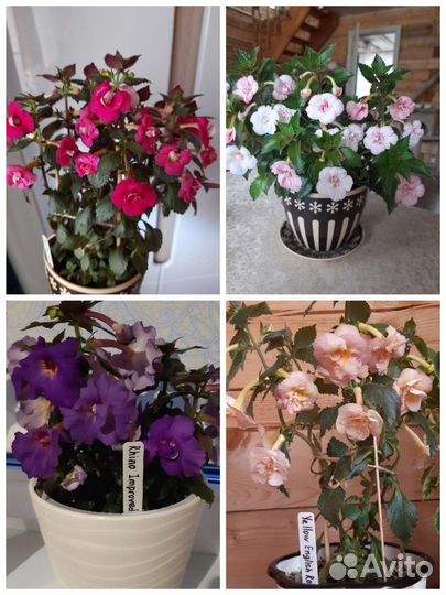 Ризомы ахименесов