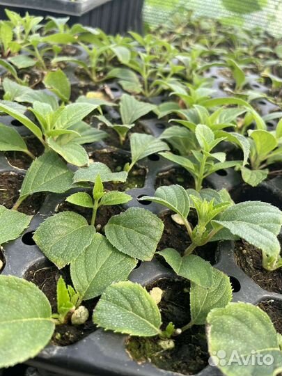 Черенки гортензии