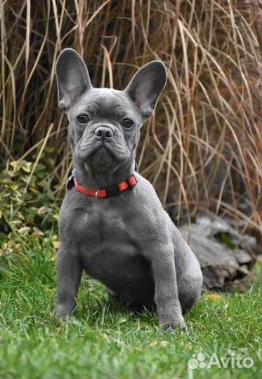 Щенки французского бульдога пушистые радости