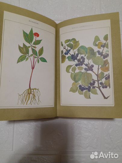 Важнейшие отечественные лекарственные растения