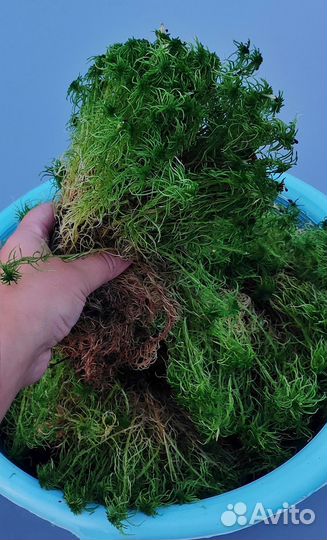 Мох сфагнум живой