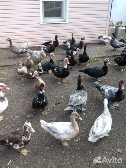 Индоутки на племя