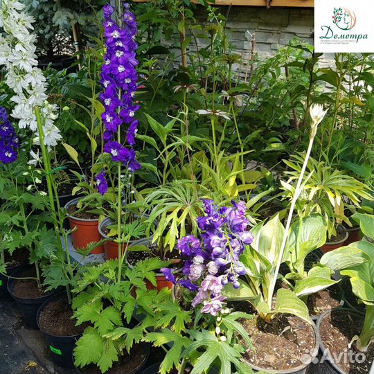 Многолетние садовые цветы. Цветы. Саженцы