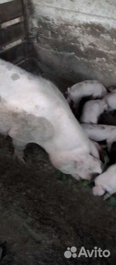 Поросята ландрас