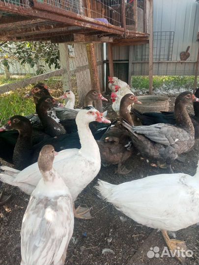 Селезень индоутки